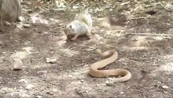 Rock squirrels will quickly defend their home against intruders, especially the Grand Canyon Pink Rattlesnake. You can see it moving its tail back and forth, pushing dirt into the snake's face and sending a clear message: Don't mess with me!  - Sputnik International