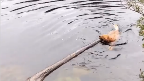 Forget the Sticks, I’ll Take the Tree! Golden Retriever Hauls in Titanic Timber - Sputnik International