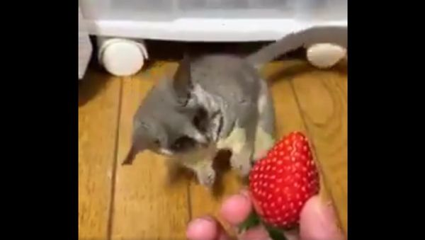  Animals  Humor   - Sputnik International