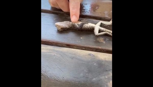 Lizard - Sputnik International