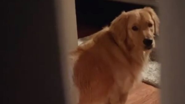 Tri-Paw Golden Retriever Plays Hide-and-Seek  - Sputnik International