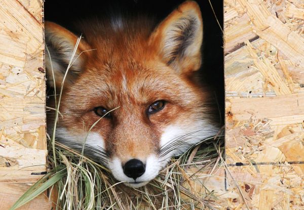 This Week in Pictures: 1-7 February - Sputnik International