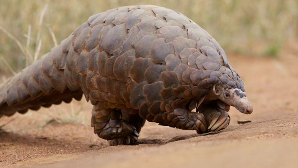 Pangolin Pangolin - Sputnik International