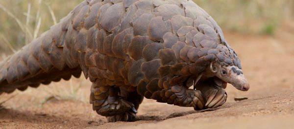 Pangolin Pangolin - Sputnik International