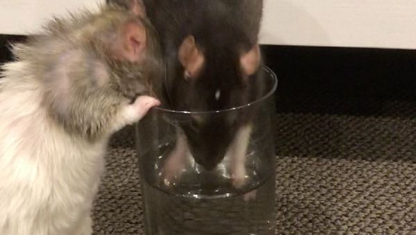 Rats - Sputnik International