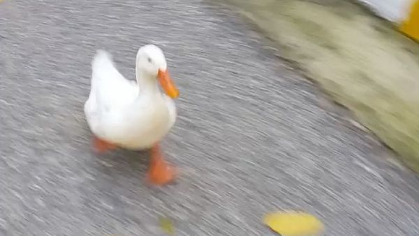 Duck - Sputnik International