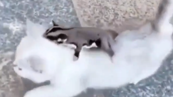 Canceled Flight: Sugar Glider Rides Kitten - Sputnik International