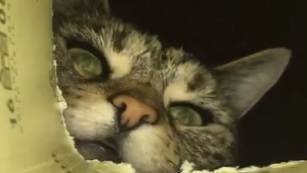 Cat and Box - Sputnik International