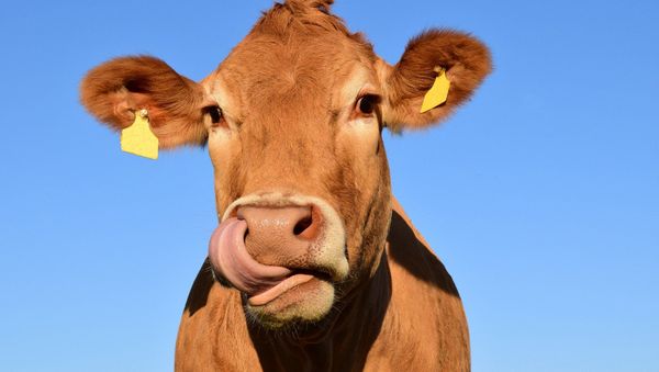 Cow - Sputnik International