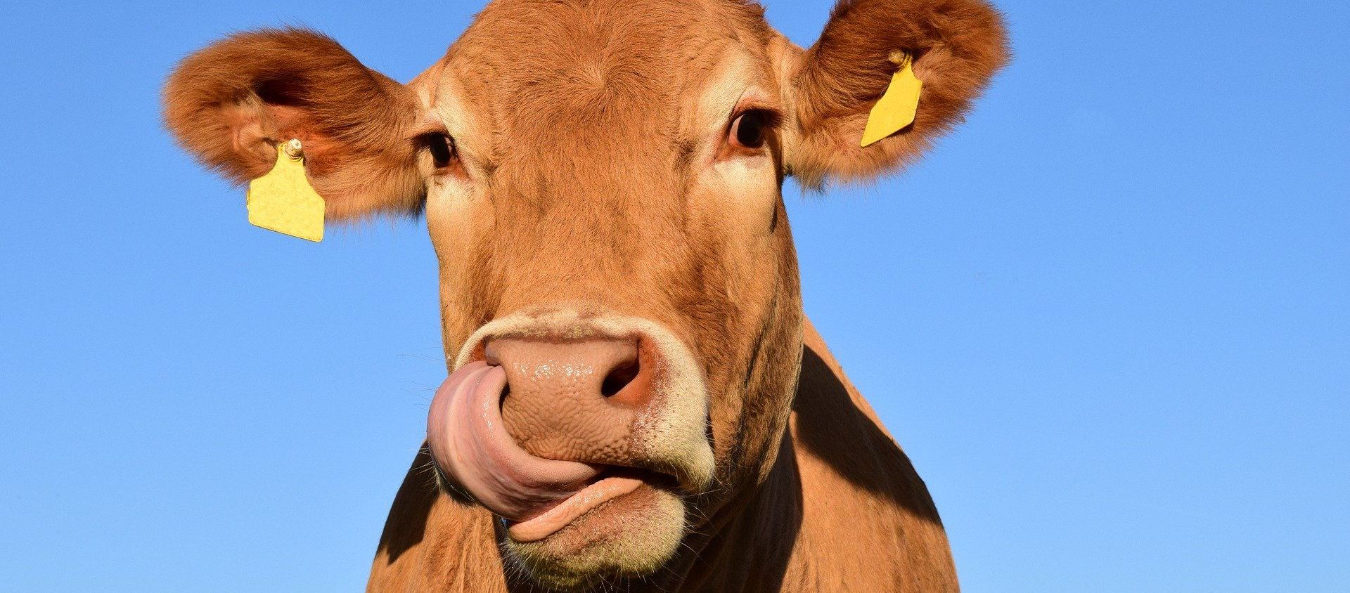 Cow - Sputnik International, 1920, 13.03.2020