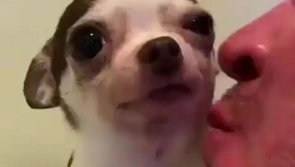 Dog - Sputnik International