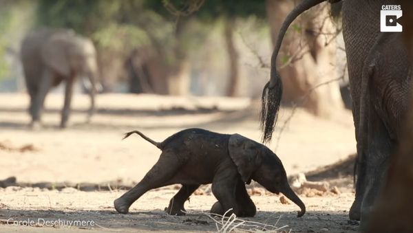 Baby Elephant Takes Its First Steps - Sputnik International