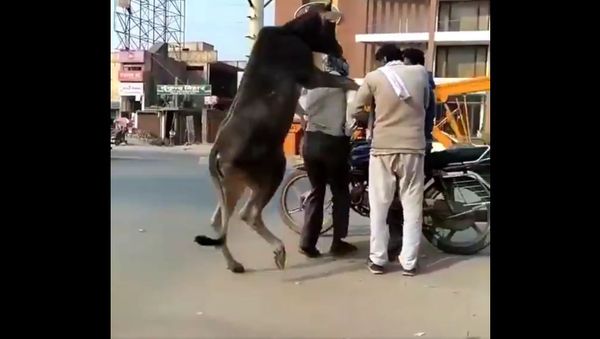 I’m trying to understand what the cow was upto - Sputnik International