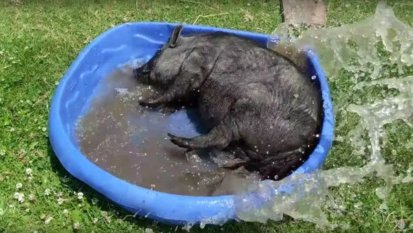  Happy Pig Plays in Pool  - Sputnik International