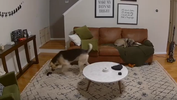 No Sock Left Behind! Clever Canine Assists With Laundry  - Sputnik International