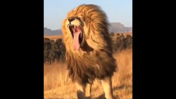 Lion - Sputnik International