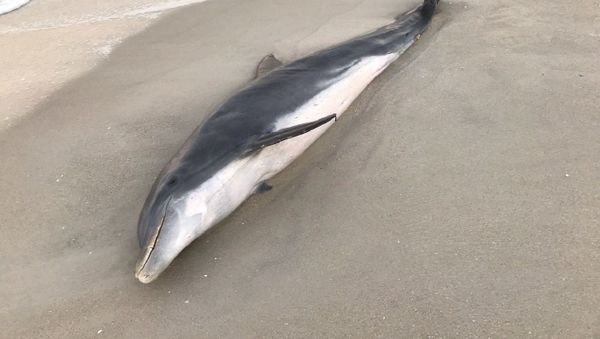 The National Oceanic and Atmospheric Administration issues a $20,000 reward after two dolphins are found dead in Florida waters with gruesome wounds. - Sputnik International