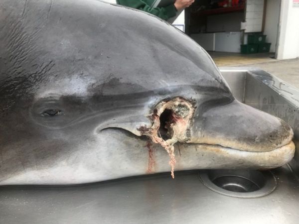 Shot, Stabbed: $20K Reward Issued for Info on Gruesome Dolphin Deaths in Florida - Photo Shot, Stabbed: $20K Reward Issued for Info on Gruesome Dolphin Deaths in Florida - Photo - Sputnik International