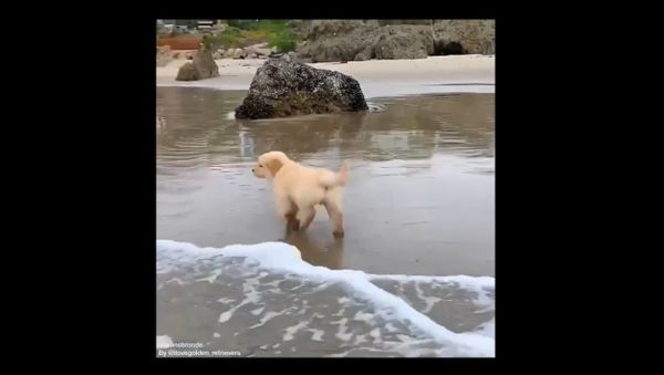 Golden Retriever - Sputnik International