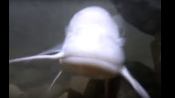 Meghalayan Fish - Sputnik International