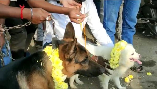 Members of Bharat Sena marrying two dogs  - Sputnik International