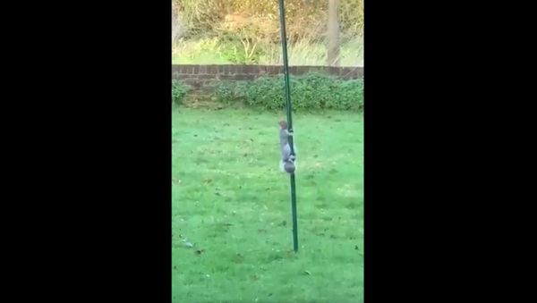  Animals  Humor  - Sputnik International