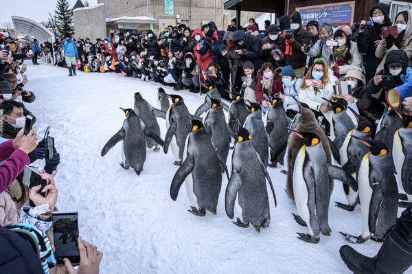 King penguins walk on snow at the Asahiyama zoo in Asahikawa, northern Japan. King penguins walk on snow at the Asahiyama zoo in Asahikawa, northern Japan. - Sputnik International