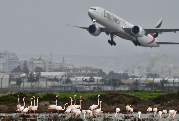 Pink flamingos at Salt Lake outside the Larnaca airport in Cyprus Pink flamingos at Salt Lake outside the Larnaca airport in Cyprus - Sputnik International