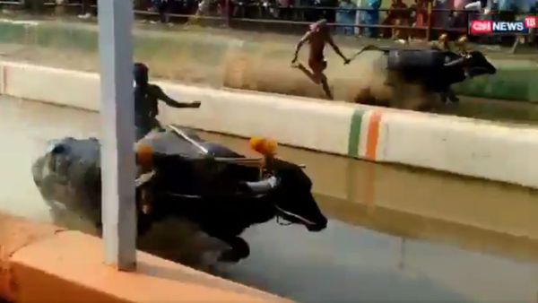  Srinivasa Gowda from Karnataka ran 100m in 9.55 seconds at a Kambala (buffalo race). He was faster than Usain Bolt who took 9.58 seconds to create a world record - Sputnik International