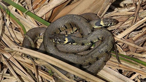 Grass snakes (Natrix natrix) mating behaviour, Otmoor RSPB Reserve, Oxfordshire - Sputnik International