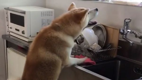 Akita Inu - Sputnik International