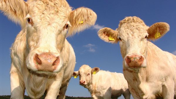 Curious Cows - Sputnik International