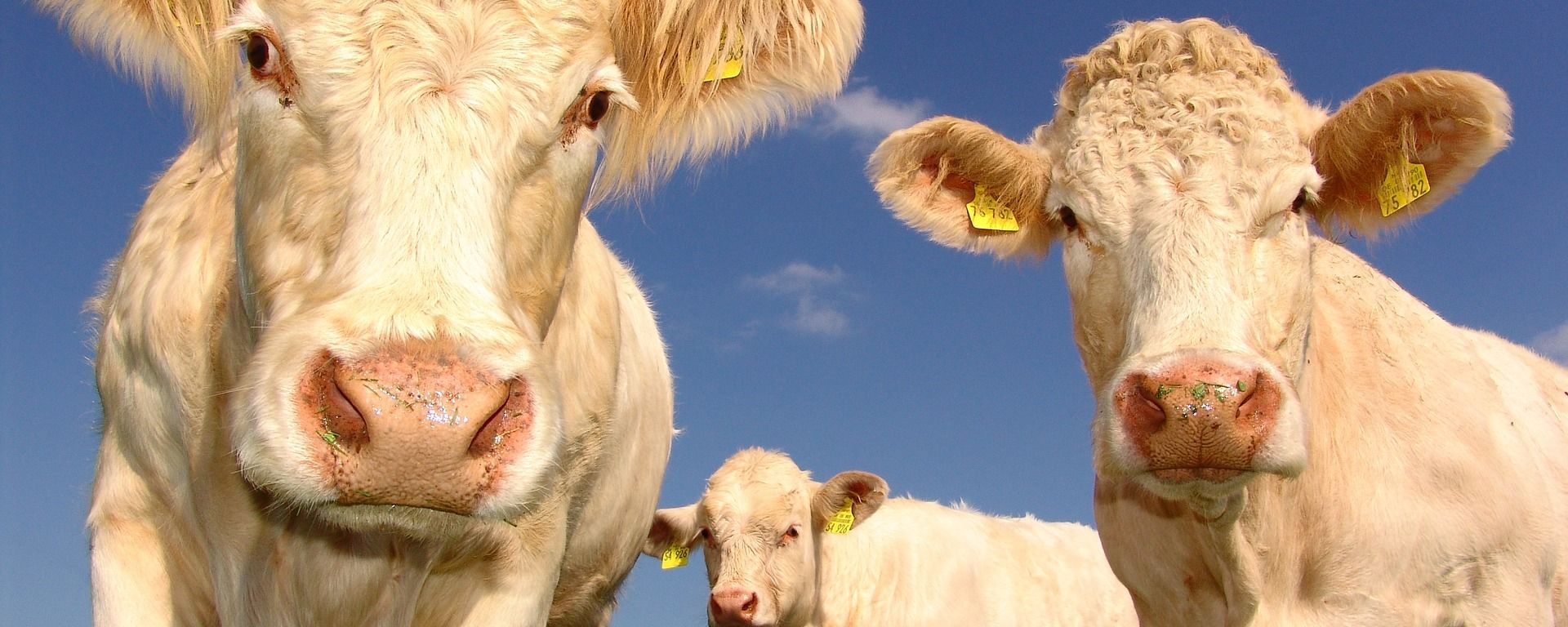 Curious Cows - Sputnik International, 1920, 08.07.2020
