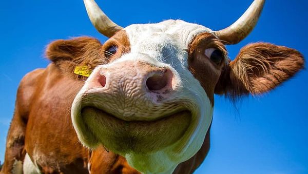 White and Brown Cow White and Brown Cow - Sputnik International