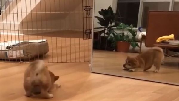 Shina Inu - Sputnik International