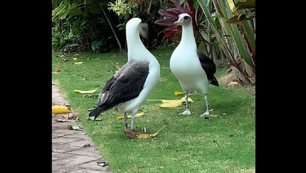 A colony of Laysan albatross - Sputnik International