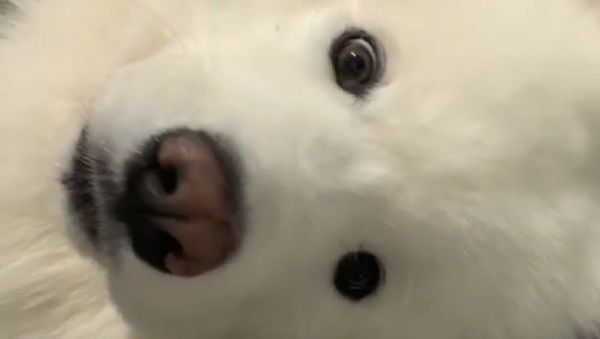 Dog - Sputnik International