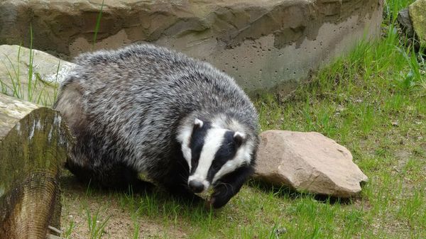 Badger - Sputnik International