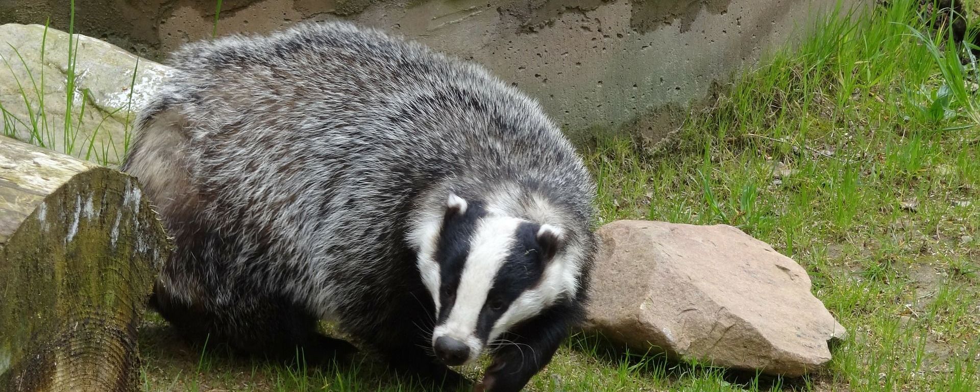 Badger - Sputnik International, 1920, 11.01.2022