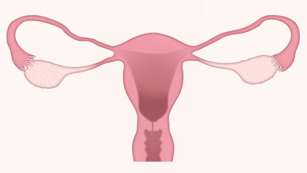 Uterus - Sputnik International