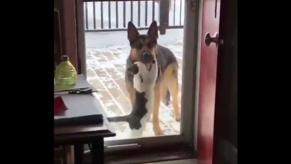  Animals  Humor  - Sputnik International