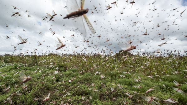 Desert locusts have swarmed into Kenya by the hundreds of millions from Somalia and Ethiopia, countries that haven't seen such numbers in a quarter of a century, destroying farmland and threatening an already vulnerable region. - Sputnik International