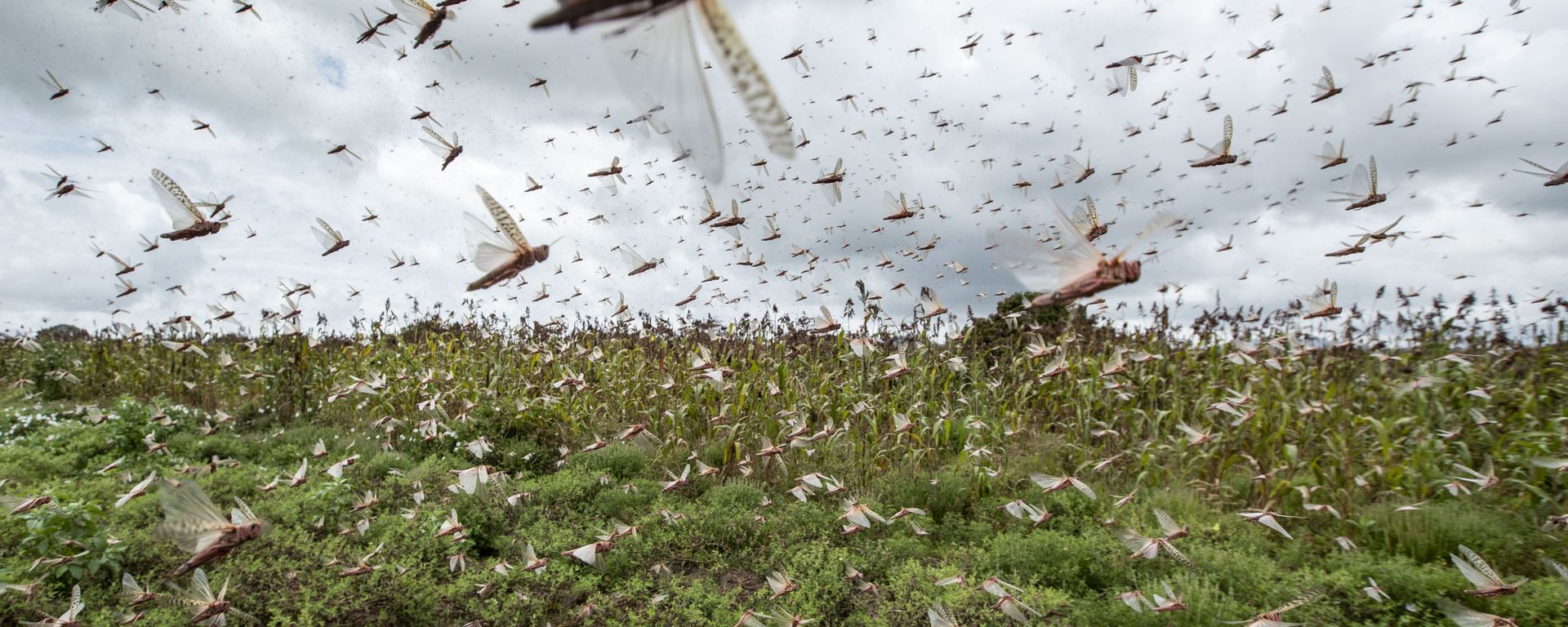 Desert locusts have swarmed into Kenya by the hundreds of millions from Somalia and Ethiopia, countries that haven't seen such numbers in a quarter-century, destroying farmland and threatening an already vulnerable region Desert locusts have swarmed into Kenya by the hundreds of millions from Somalia and Ethiopia, countries that haven't seen such numbers in a quarter-century, destroying farmland and threatening an already vulnerable region - Sputnik International, 1920, 13.09.2022