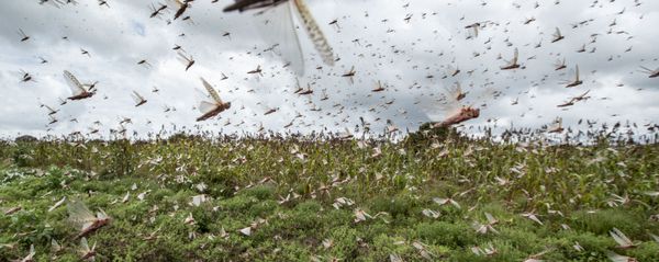 Desert locusts have swarmed into Kenya by the hundreds of millions from Somalia and Ethiopia, countries that haven't seen such numbers in a quarter-century, destroying farmland and threatening an already vulnerable region - Sputnik International