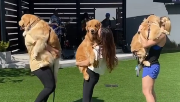 Dancing the Day Away: Golden Retrievers Frolic at the Park  - Sputnik International