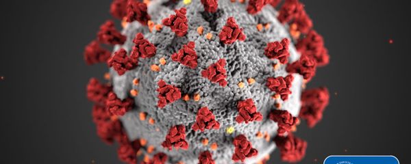 This illustration, created at the Centers for Disease Control and Prevention (CDC), reveals ultrastructural morphology exhibited by coronaviruses. Note the spikes that adorn the outer surface of the virus, which impart the look of a corona surrounding the virion, when viewed electron microscopically. A novel coronavirus, named Severe Acute Respiratory Syndrome coronavirus 2 (SARS-CoV-2), was identified as the cause of an outbreak of respiratory illness first detected in Wuhan, China in 2019. The illness caused by this virus has been named coronavirus disease 2019 (COVID-19). This illustration, created at the Centers for Disease Control and Prevention (CDC), reveals ultrastructural morphology exhibited by coronaviruses. Note the spikes that adorn the outer surface of the virus, which impart the look of a corona surrounding the virion, when viewed electron microscopically. A novel coronavirus, named Severe Acute Respiratory Syndrome coronavirus 2 (SARS-CoV-2), was identified as the cause of an outbreak of respiratory illness first detected in Wuhan, China in 2019. The illness caused by this virus has been named coronavirus disease 2019 (COVID-19). - Sputnik International