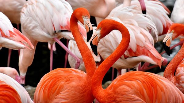 Flamingos - Sputnik International