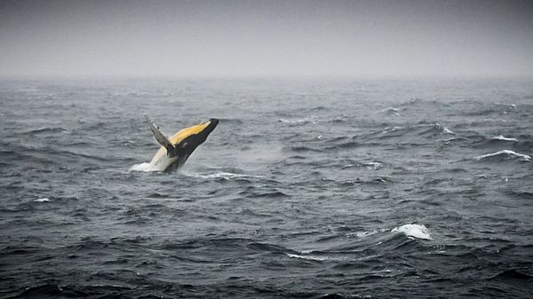 Humpback whale in the Bellingshausen Sea in the west side of the Antarctic Peninsula - Sputnik International