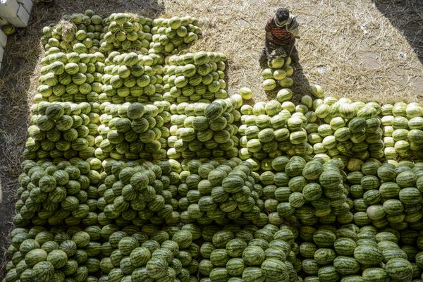 A labourer arranges watermelons before the auction at Gaddiannaram wholesale fruit market in Hyderabad on February 19, 2020. - Sputnik International