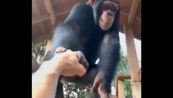 We all evolved from apes & admit that we are like apes.... - Sputnik International
